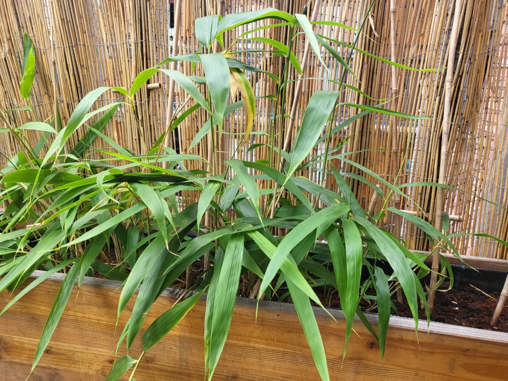 Bamboo
