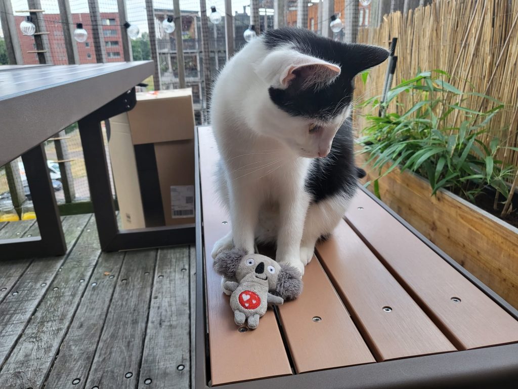 Jungle dier en kat