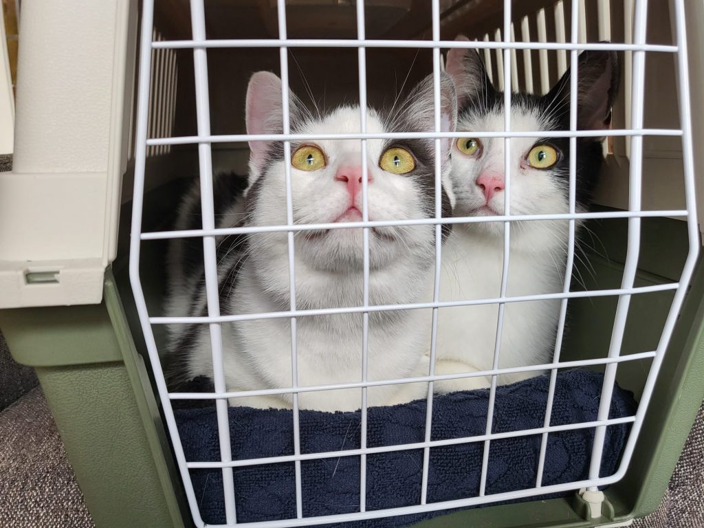 Katten in reismandje