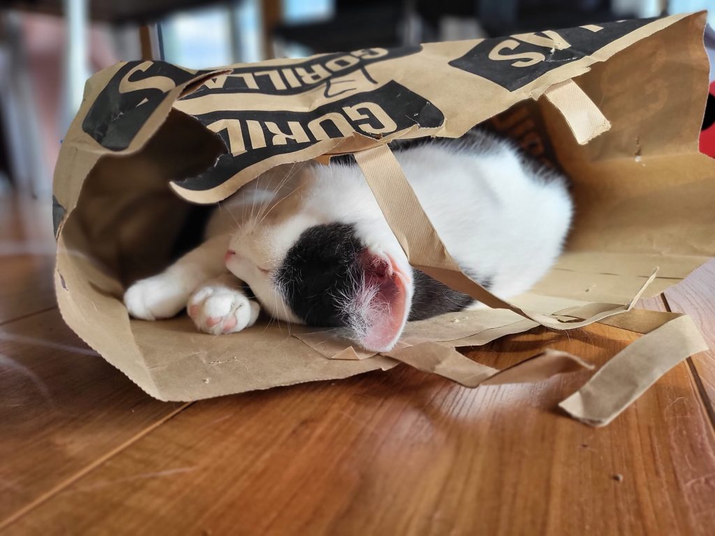 Poes in gorillas tasje