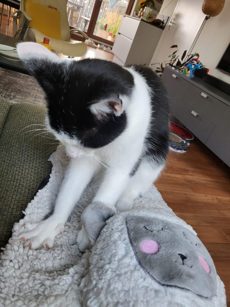 Schapenkussen en kat