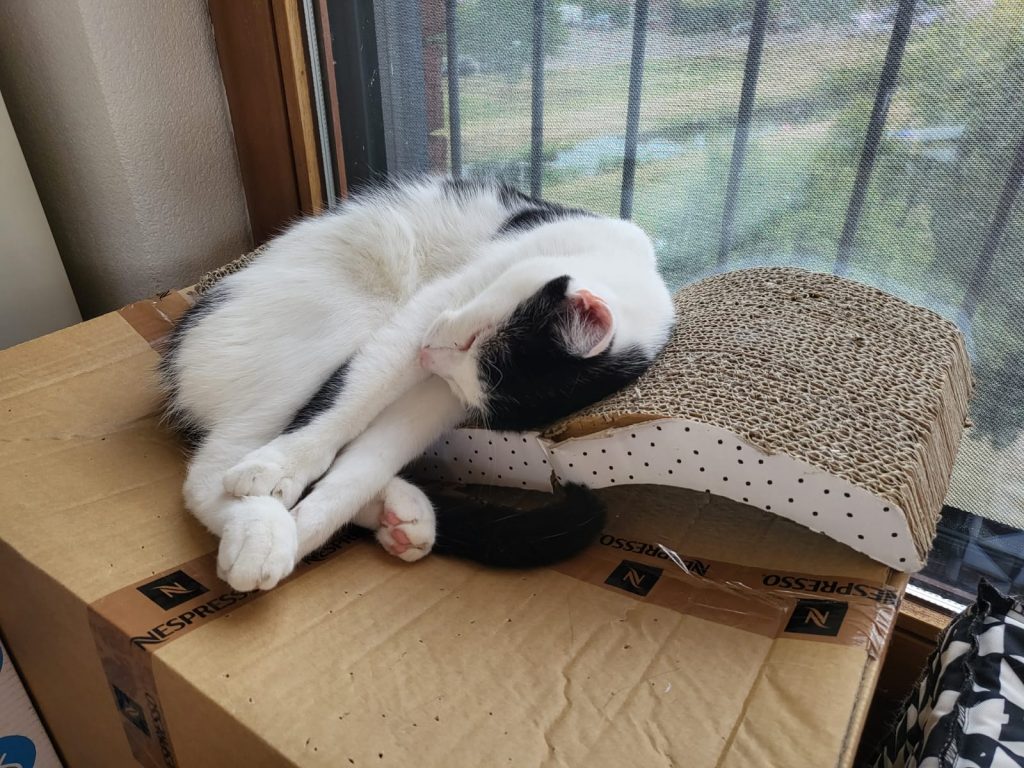 Kat slaapt op krabplank