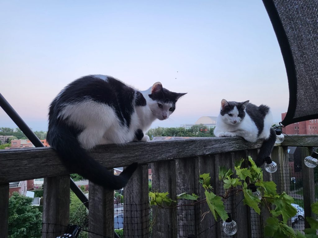 Katten op balkon