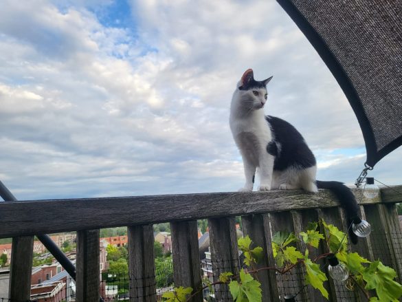Kat op balkonrand
