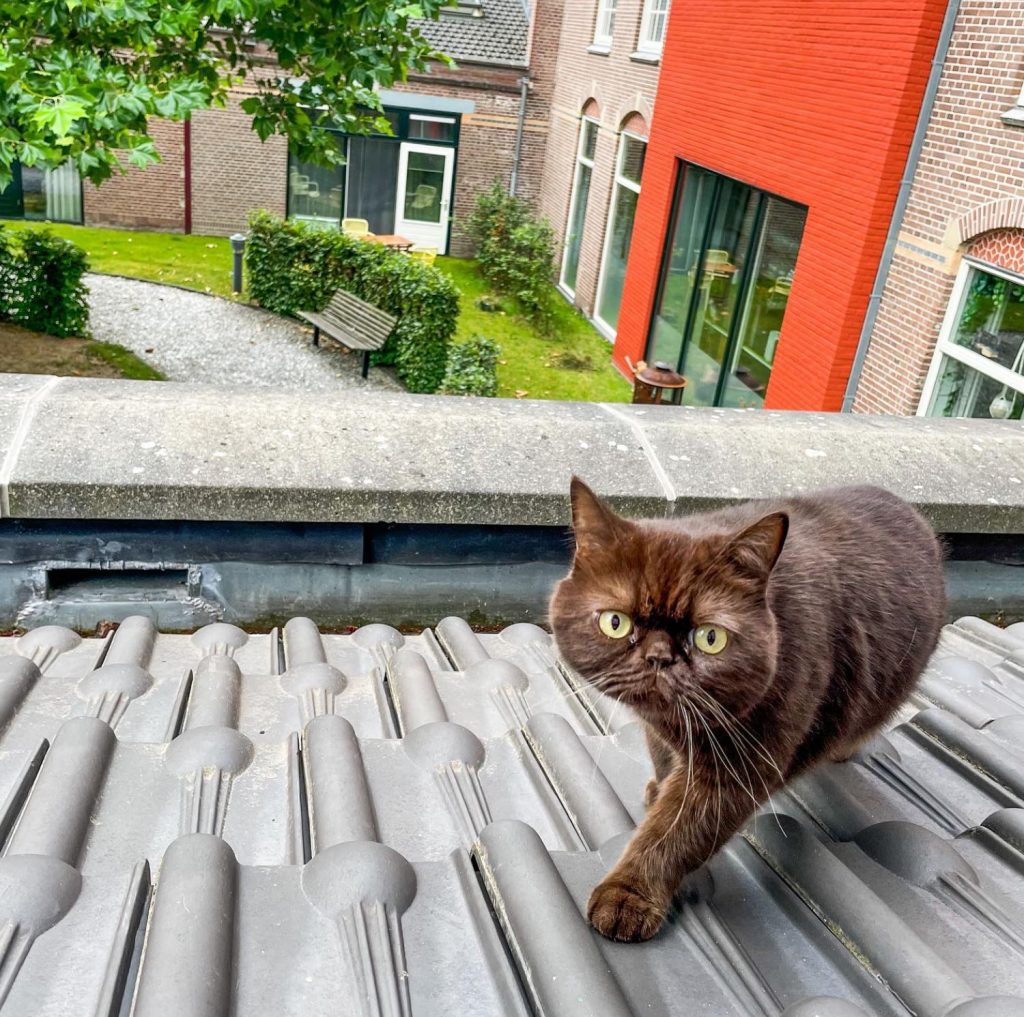 Frans de kat