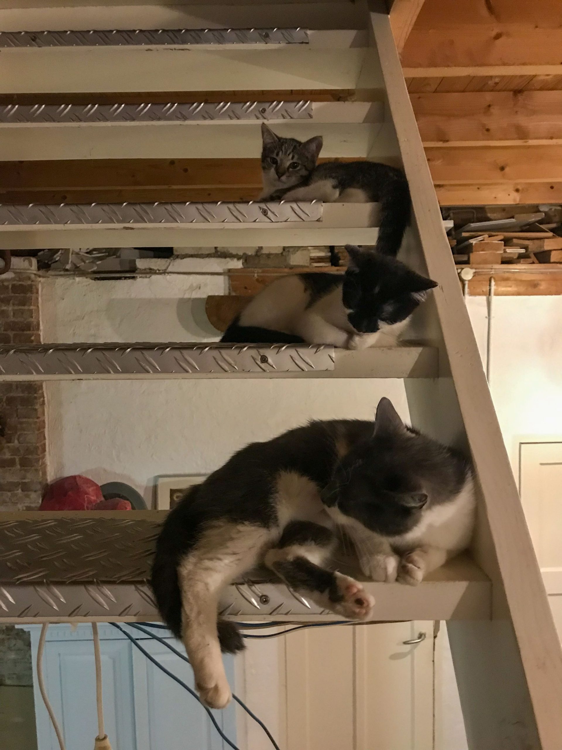 Katten liggen op trap