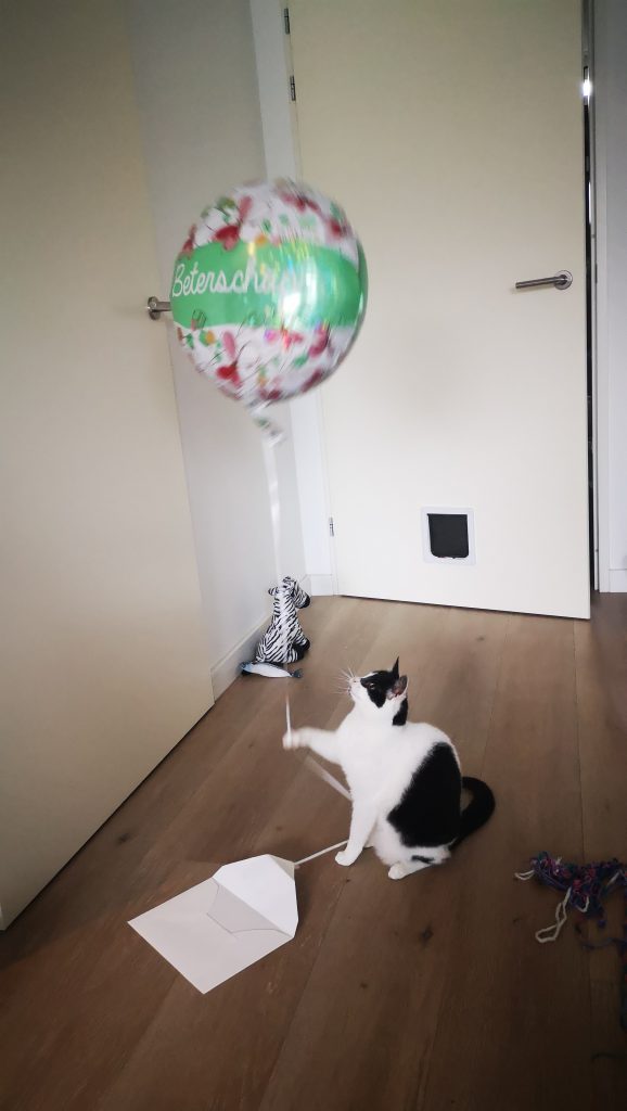 Kat met ballon