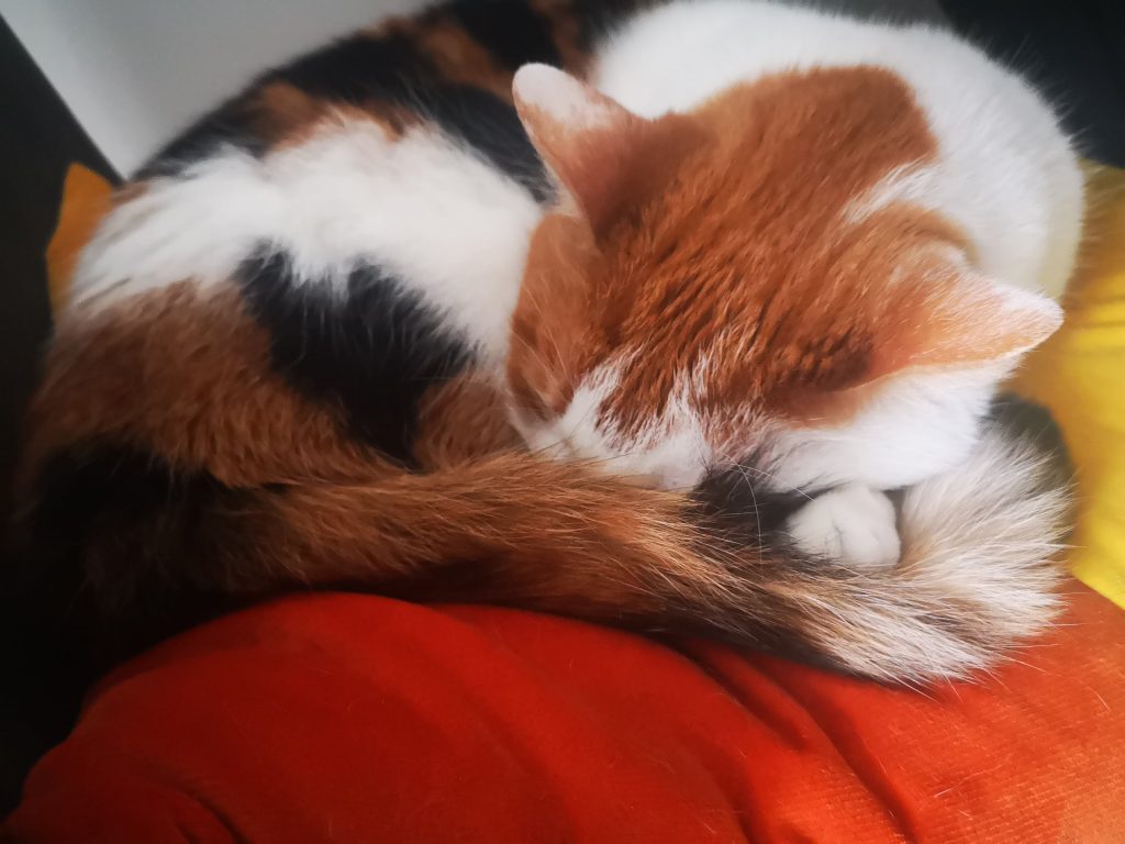 Slapende kat