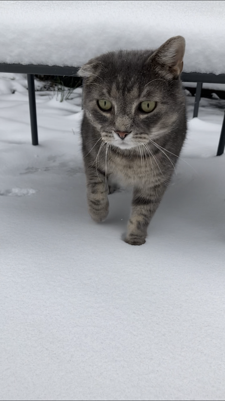 Kat in sneeuw