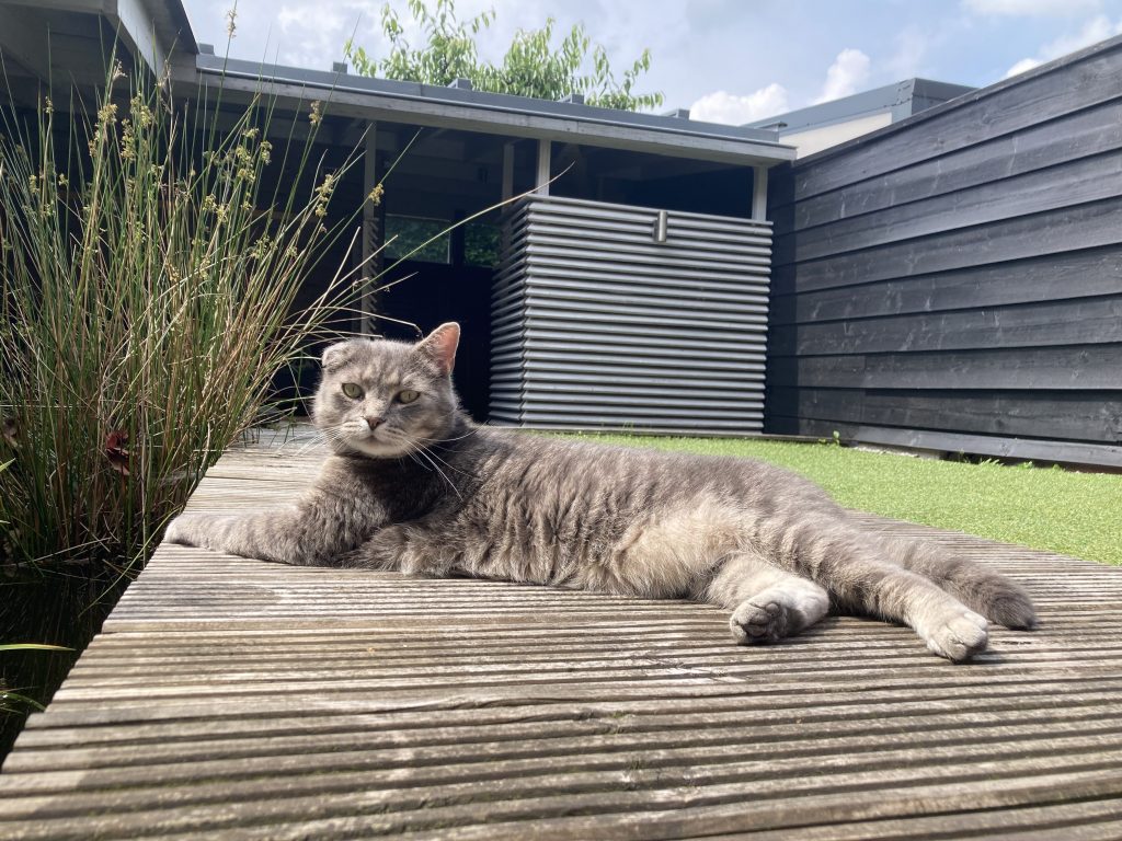 Kat op vlonder