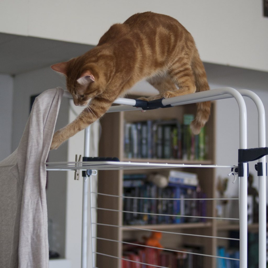 actieve kat