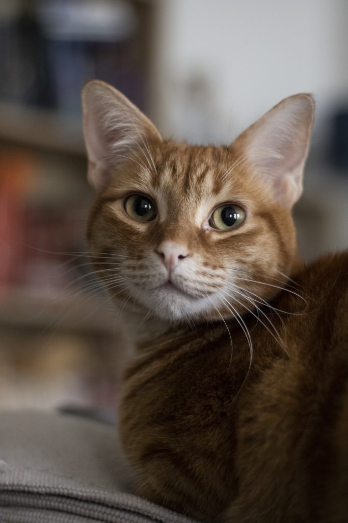 close up van kat