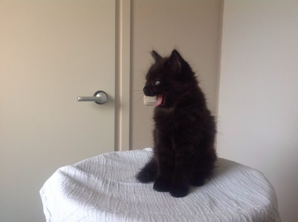 jonge kat