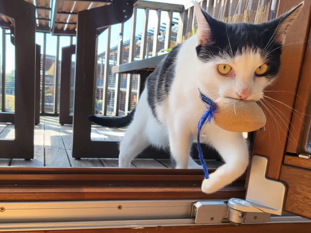Kat met speelmuisje in mond