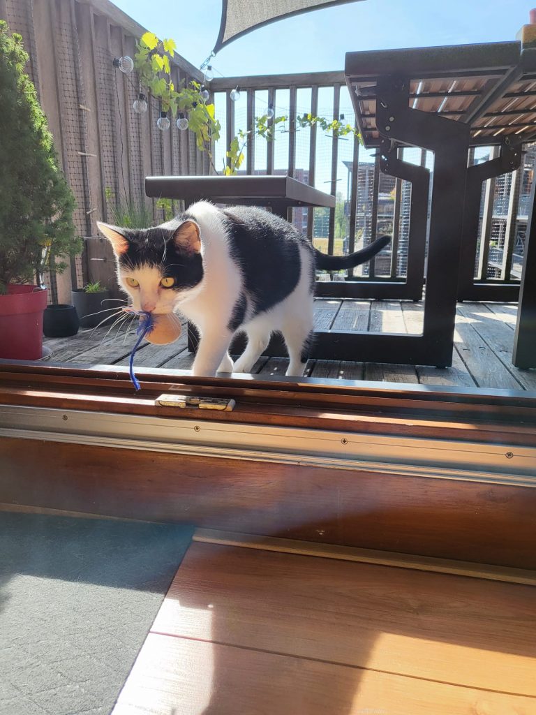 Kat met knuffelmuis in mond