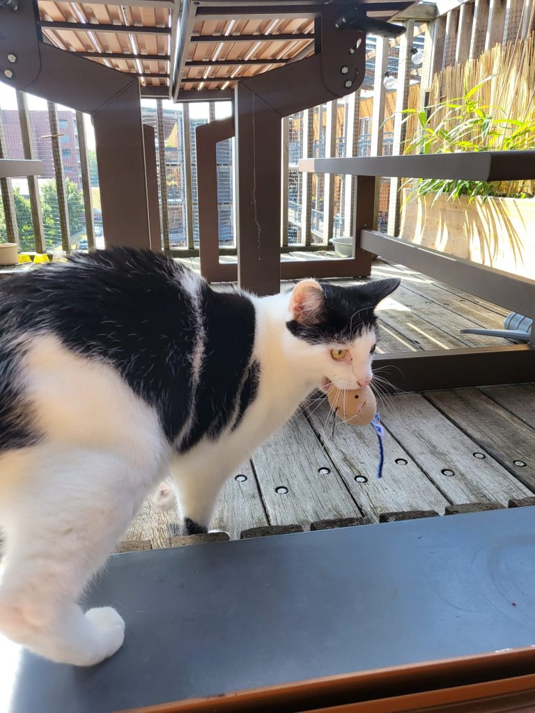 Kat met speelmuisje