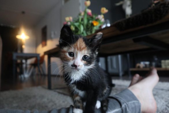 Kitten op schoot