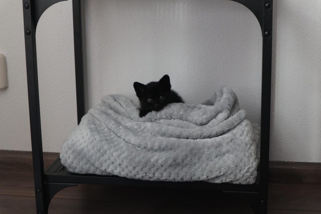 Poes in dekentje