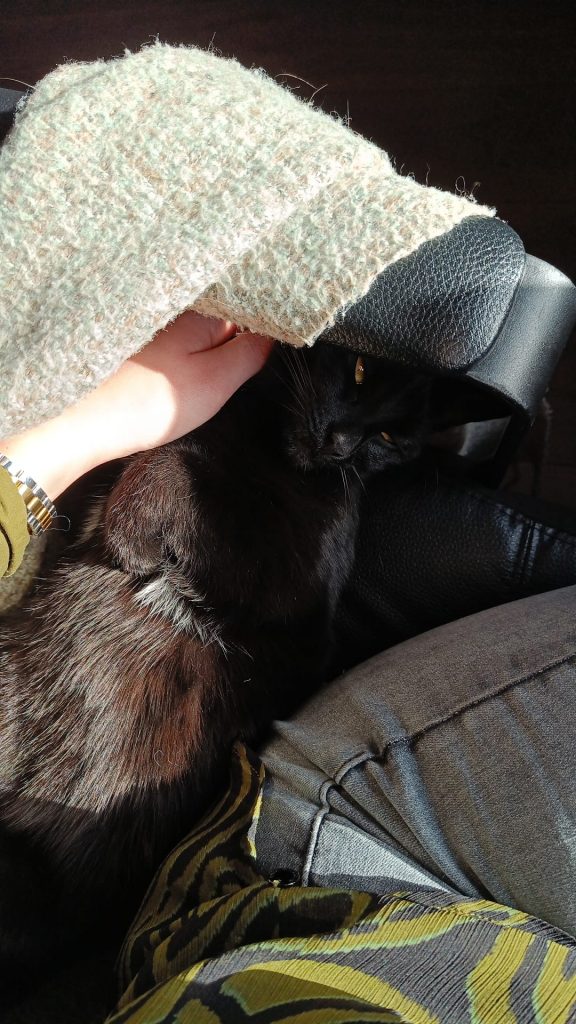Poes met dekentje
