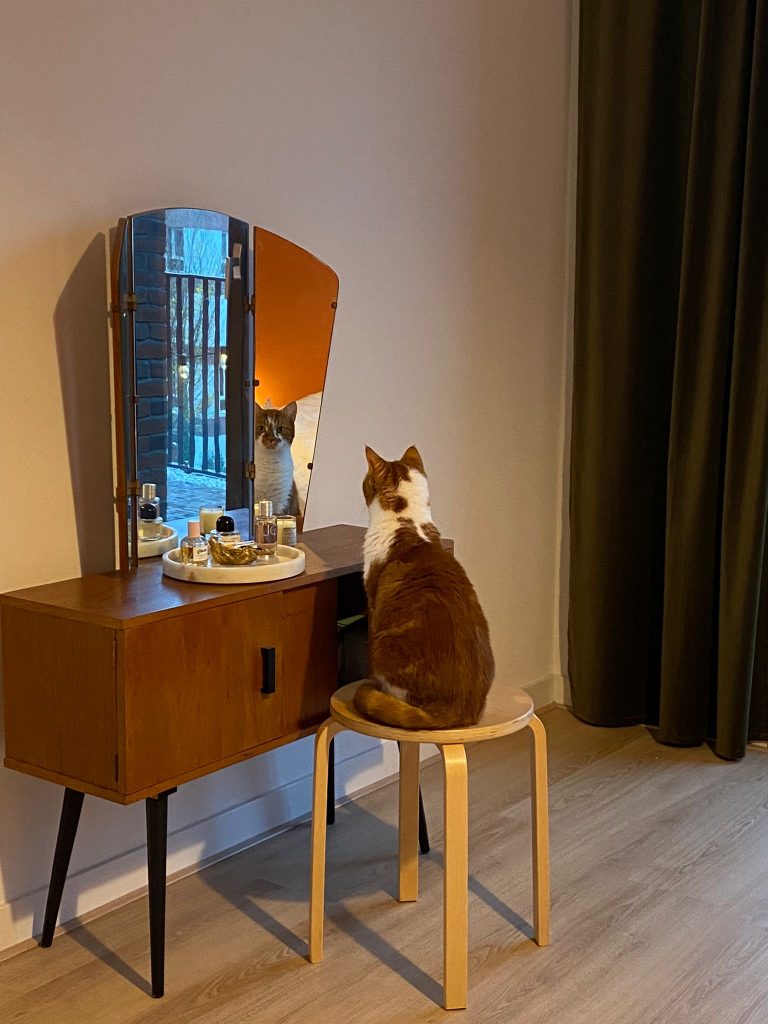Kat voor een spiegel