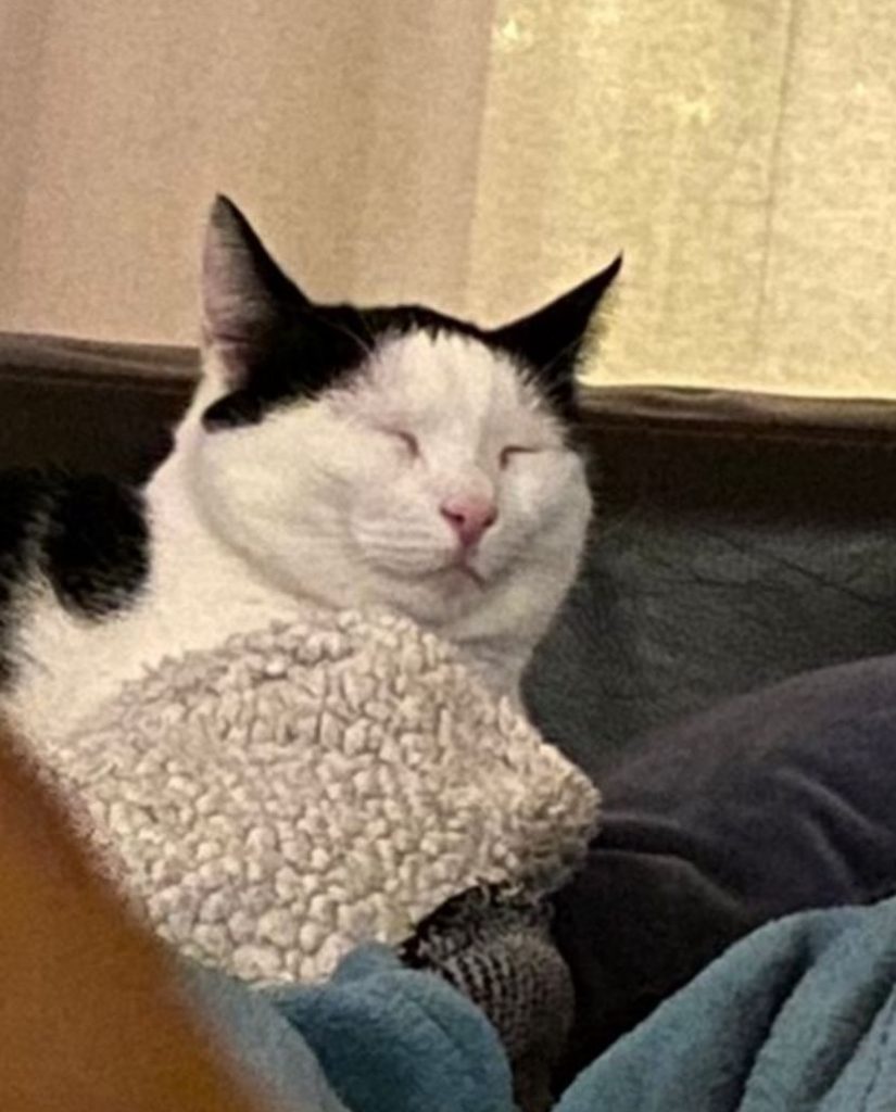 Dromende blije kat