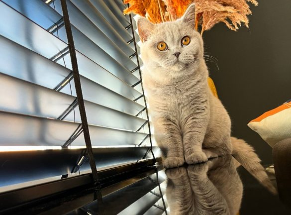 Kat op vensterbank