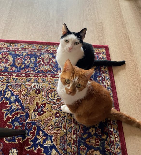 Katten op een kleedje