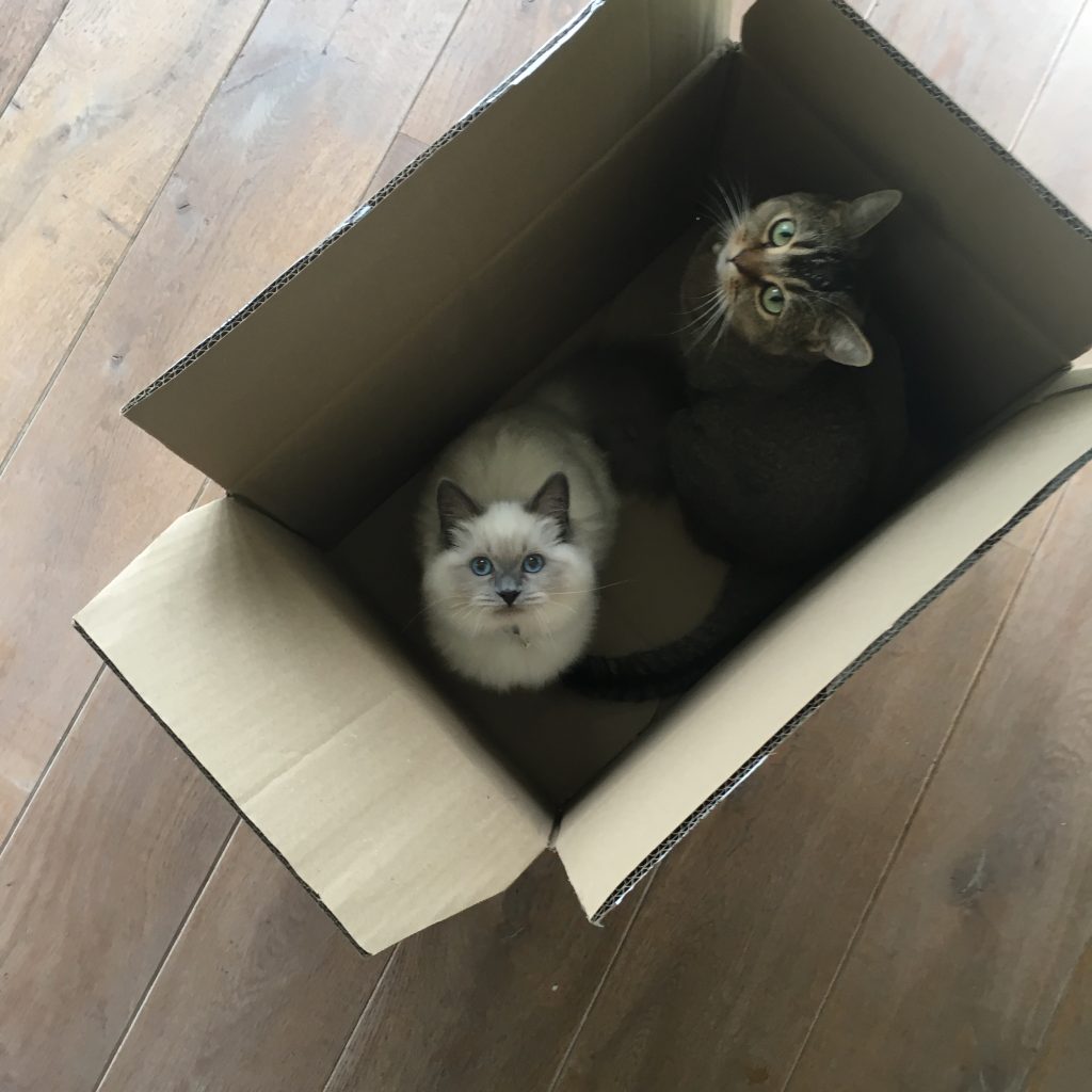Katten in doos