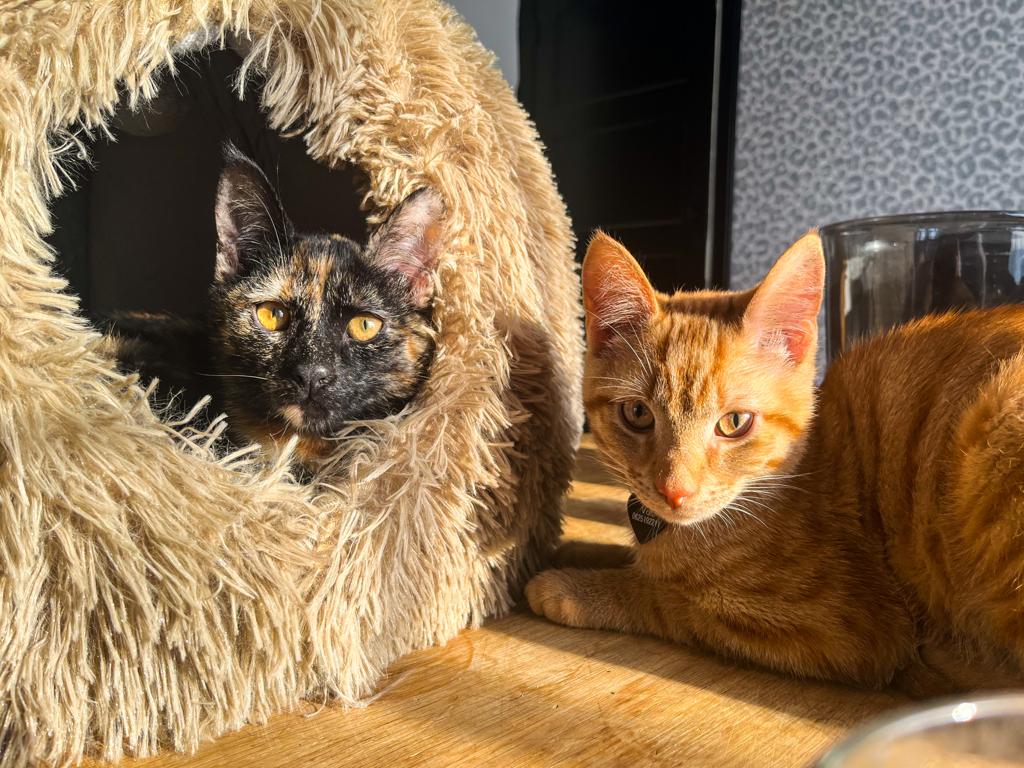 twee poezen