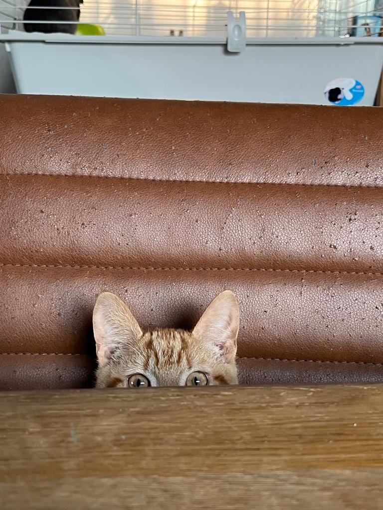 kat kiekeboe