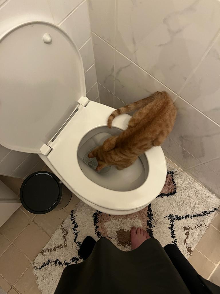 kat op toiletbril