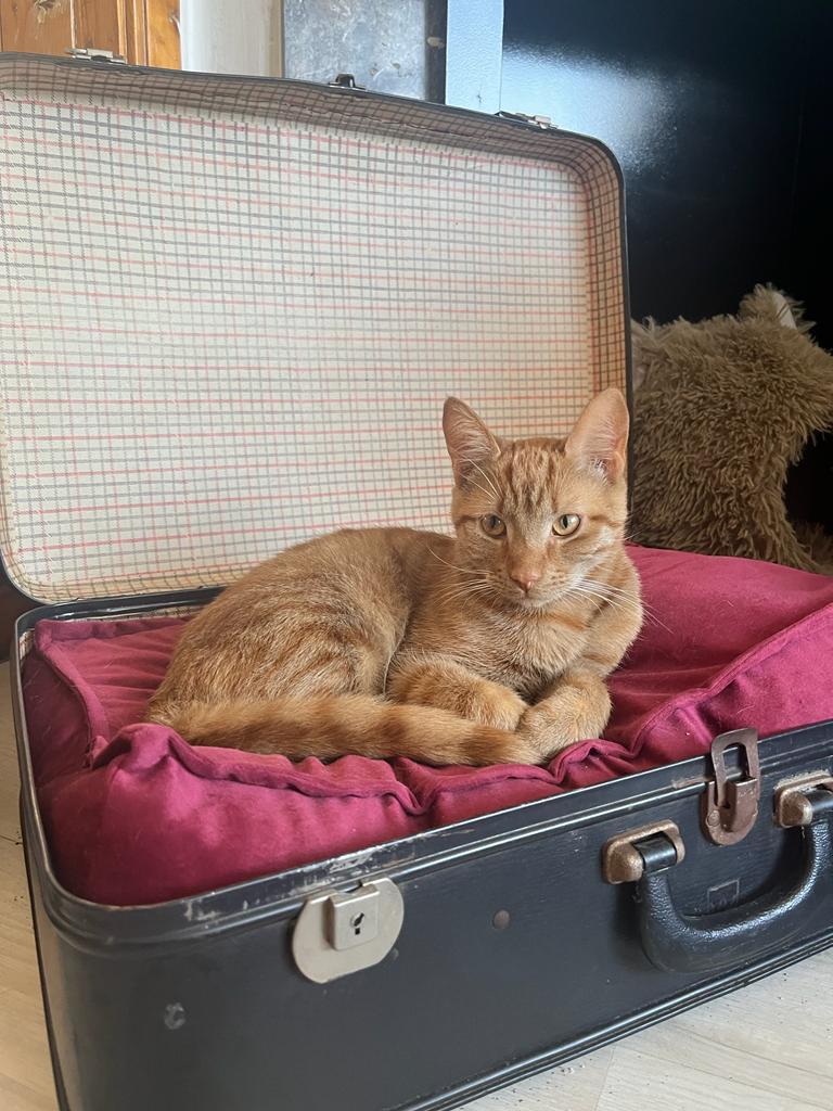 kat in koffermandje