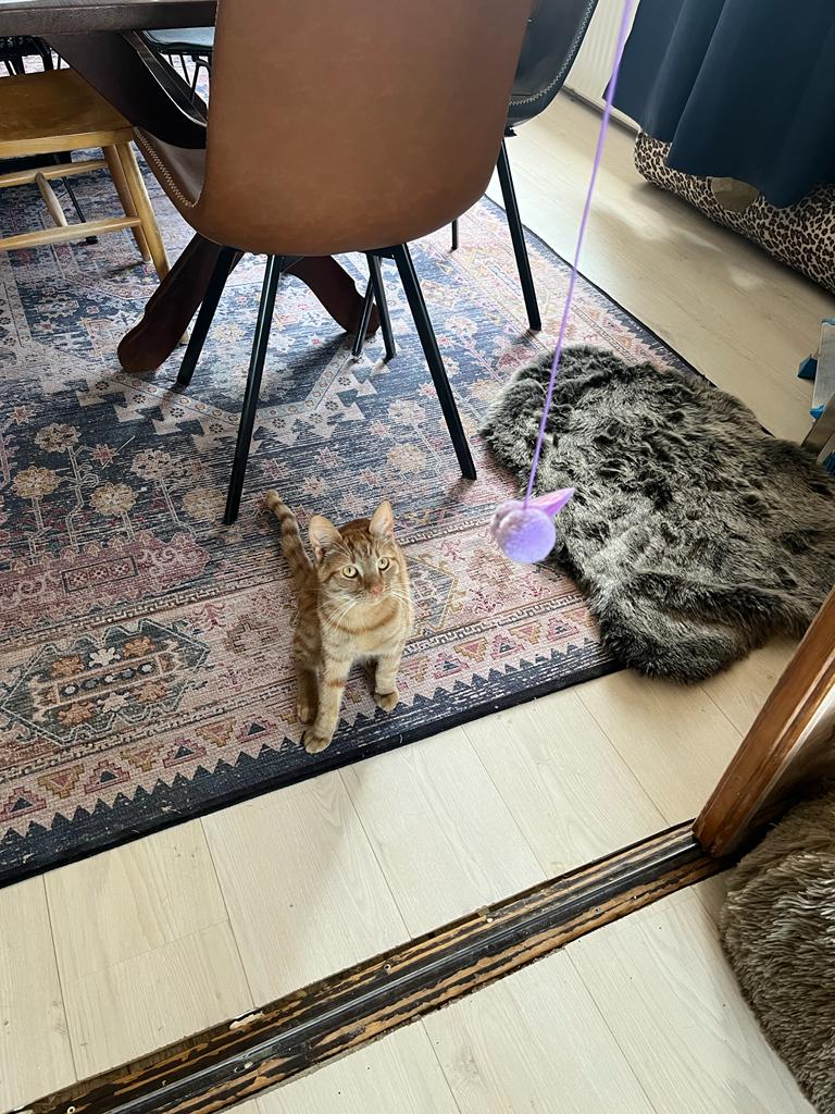 kat en speelballetje
