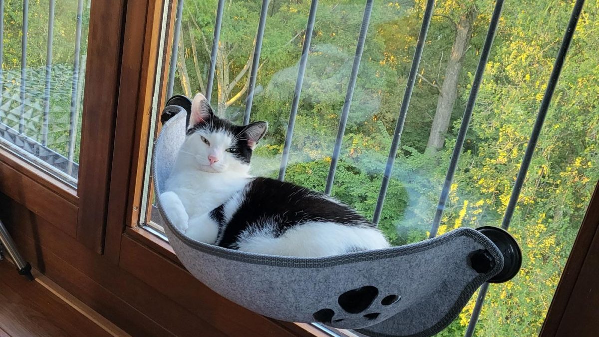 Hangmat voor de kat