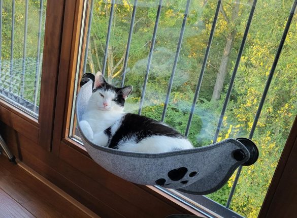 Kat in hangmat