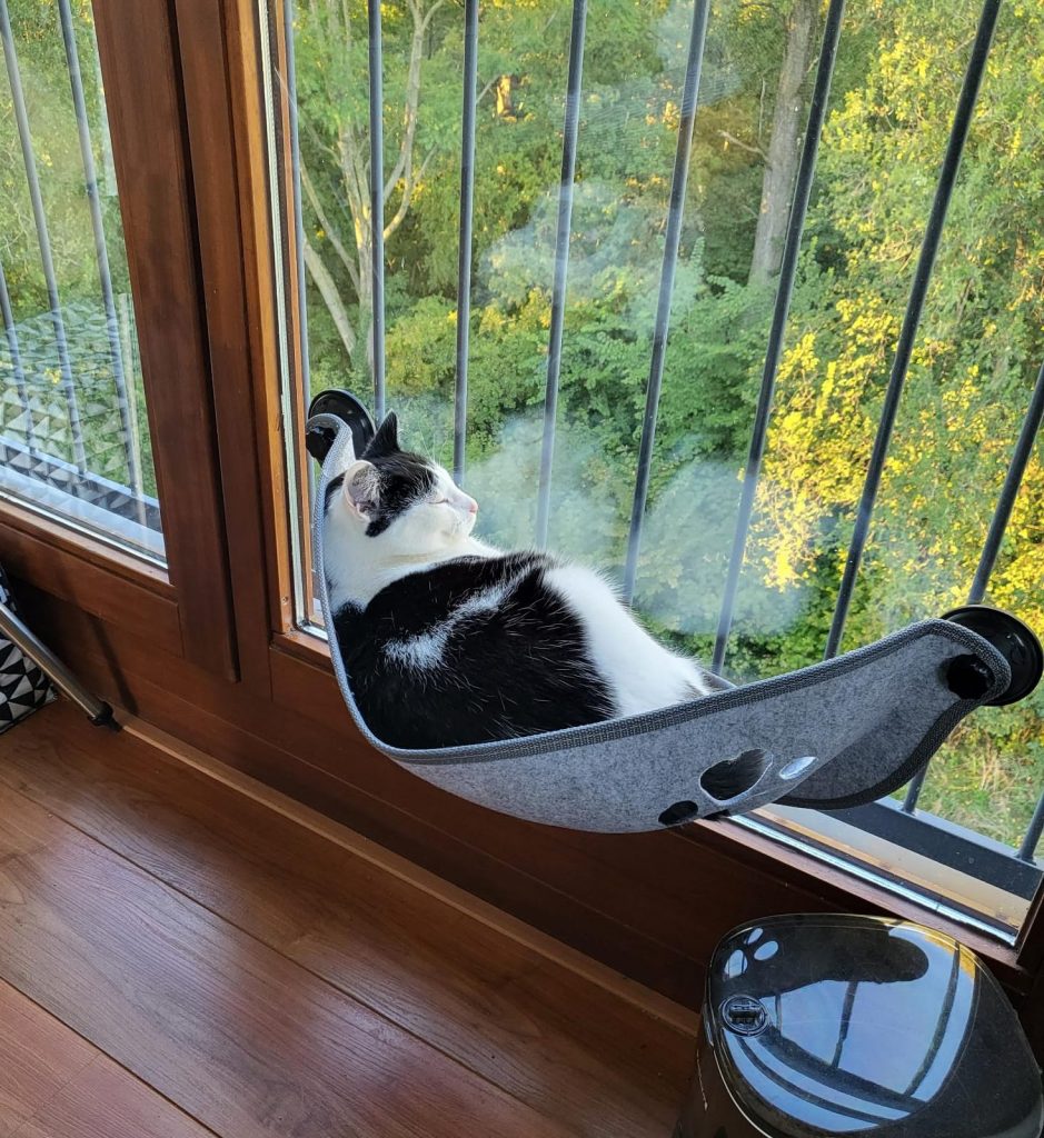 Poes in hangmat