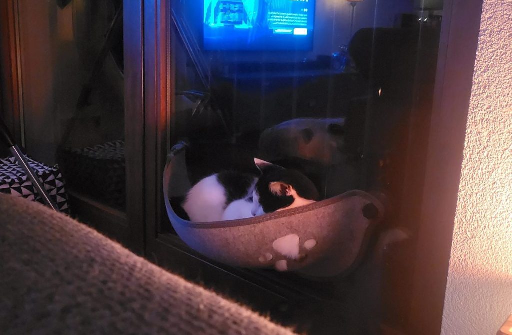 Kat kijkt tv vanuit hangmat