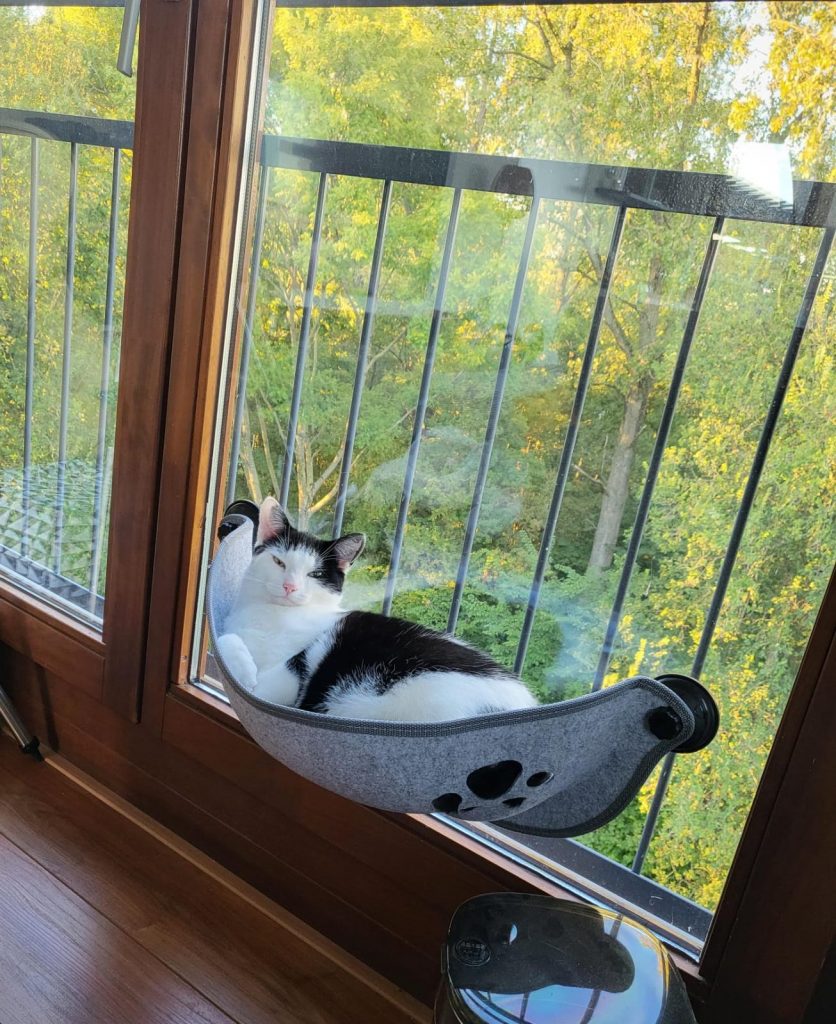 Kat in hangmat