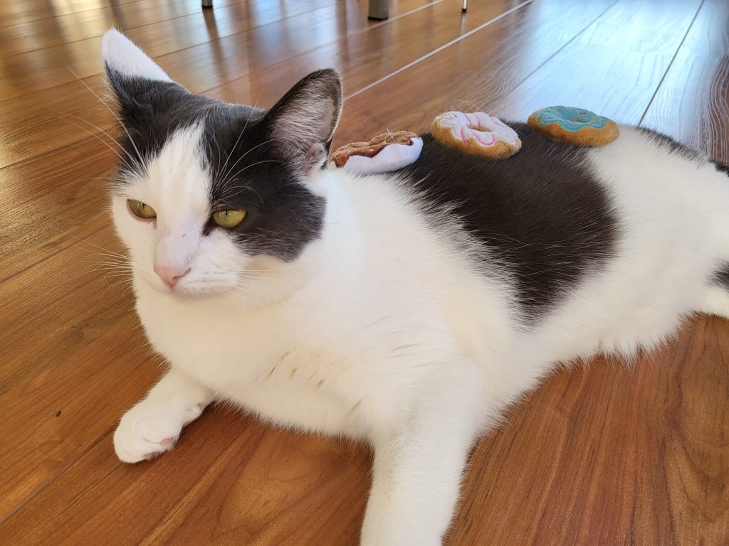 Donuts op kat