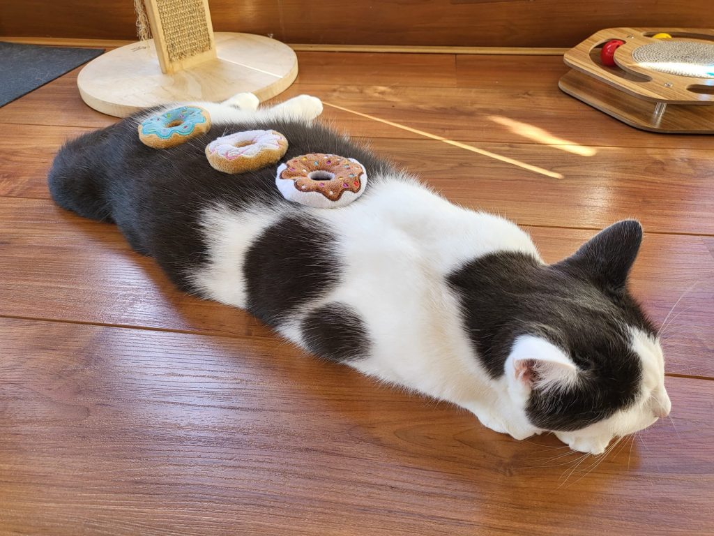 kat met donuts