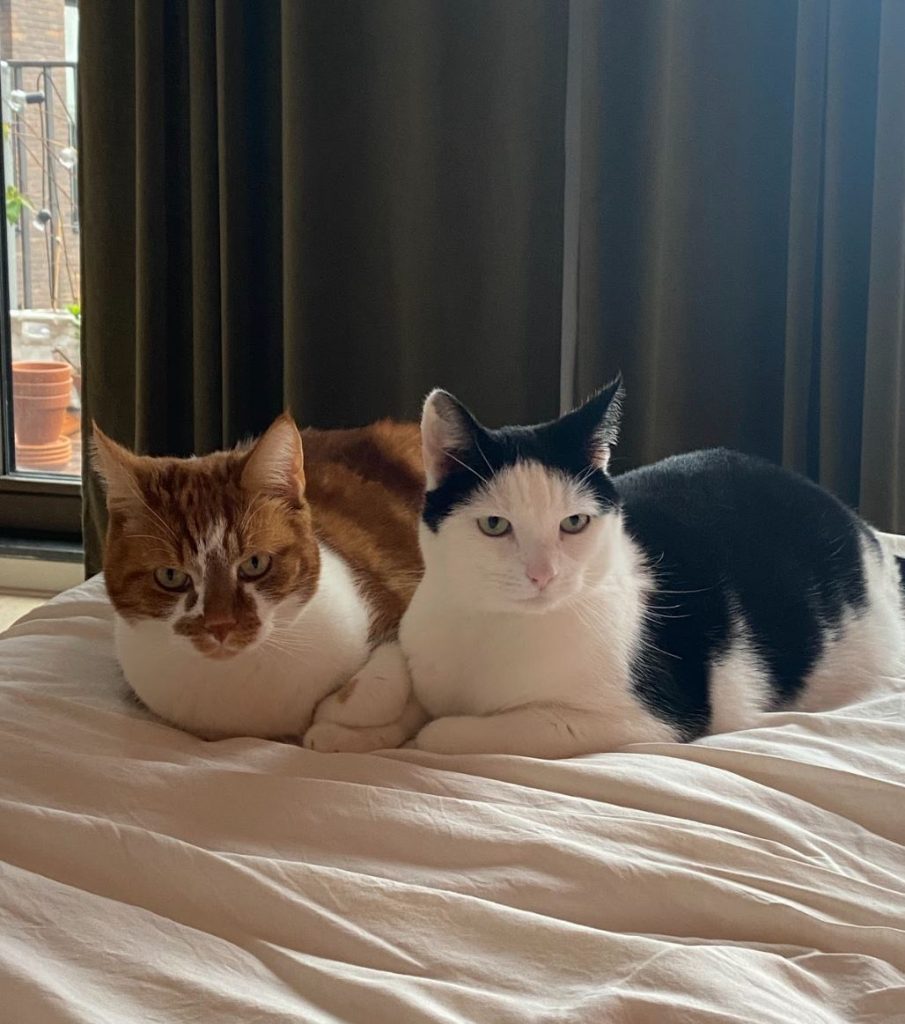 poezen op bed