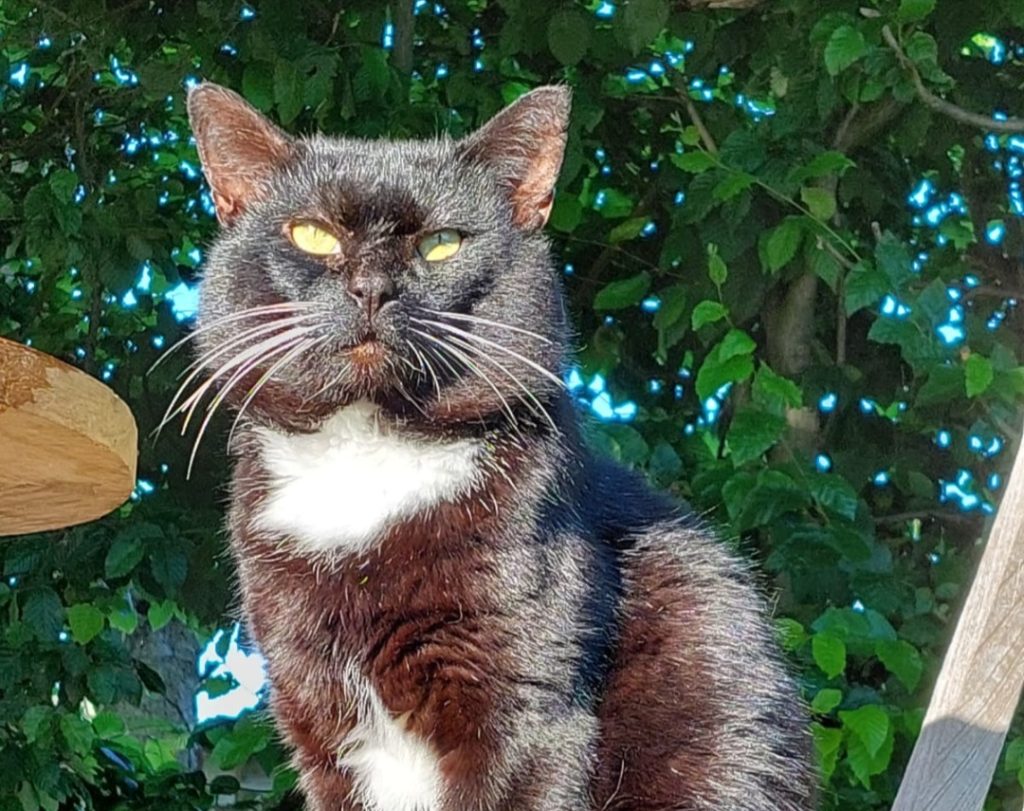 Hairy de kater