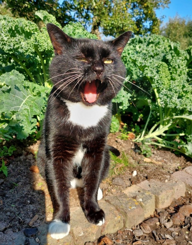 Hairy de kat