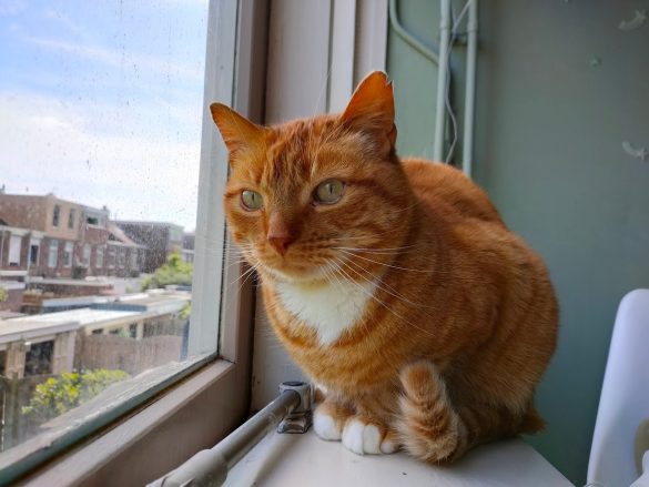 Poes Mik