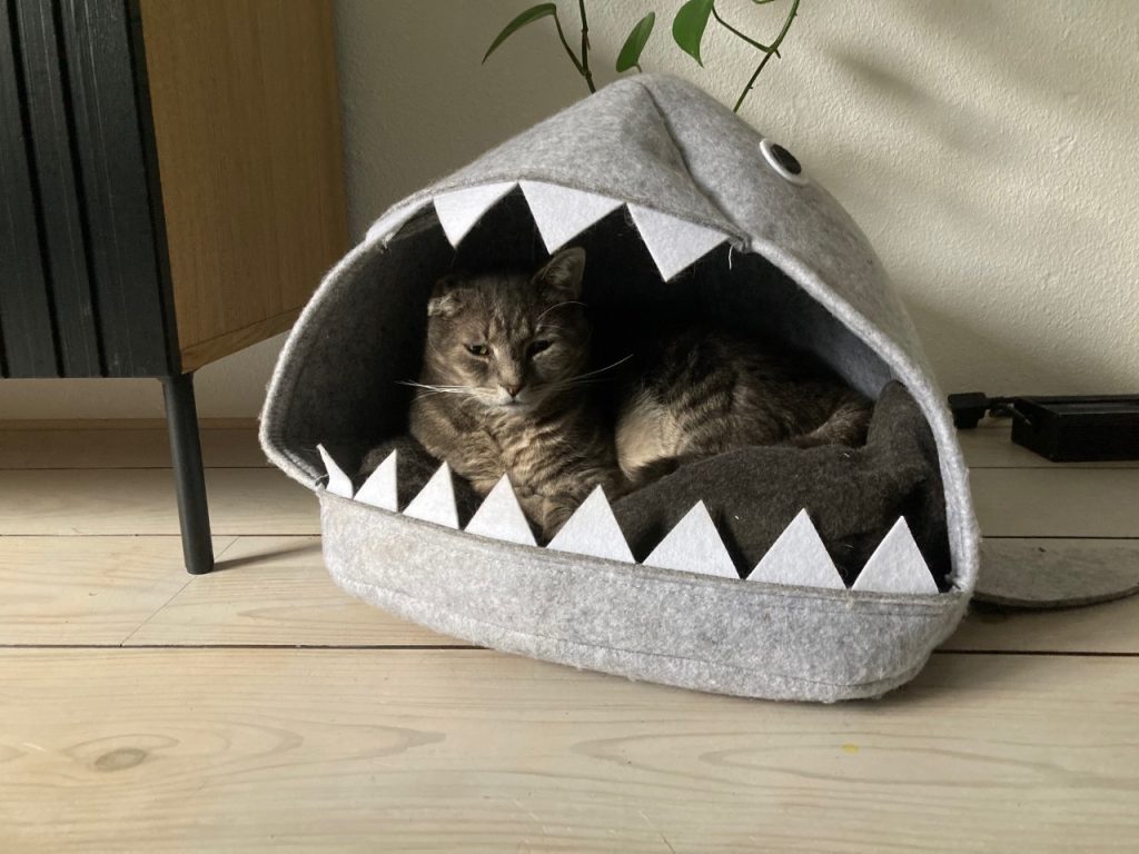 Kat in haaienmand