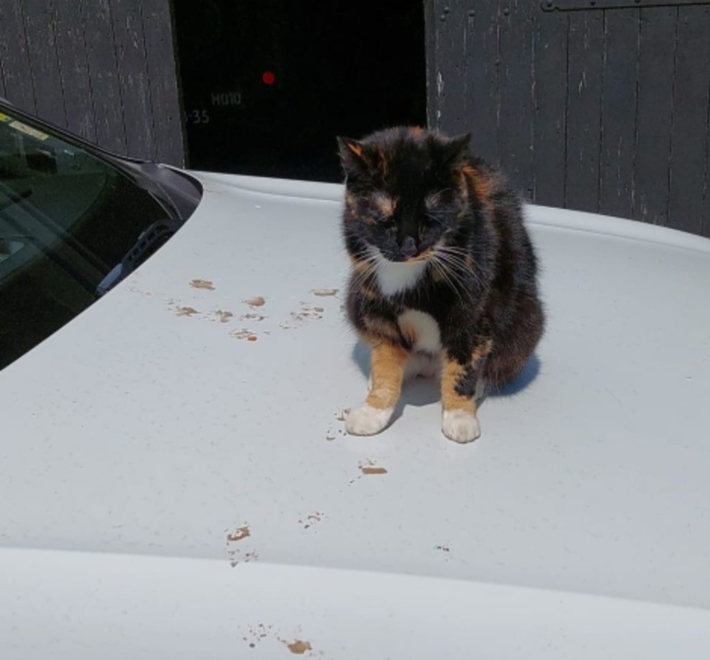 Kat op warme auto