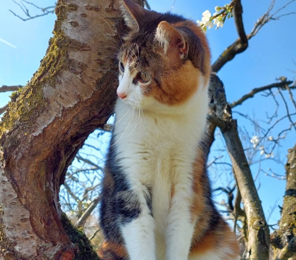 Poes in boom