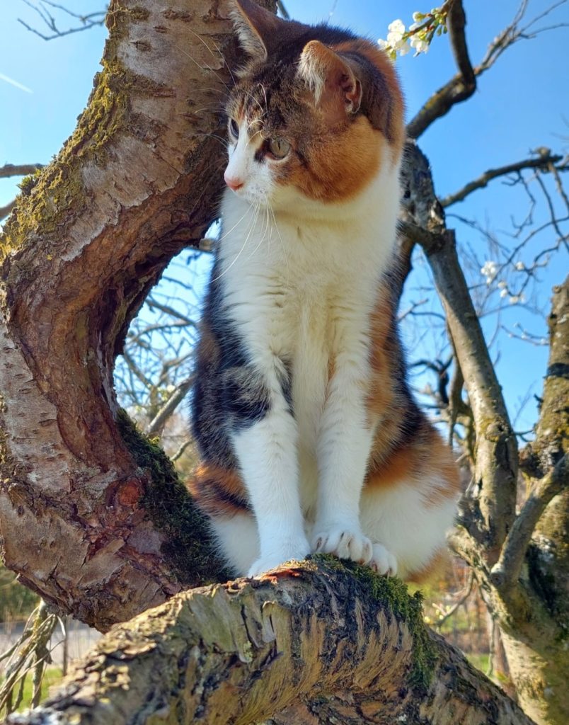 Poes in boom