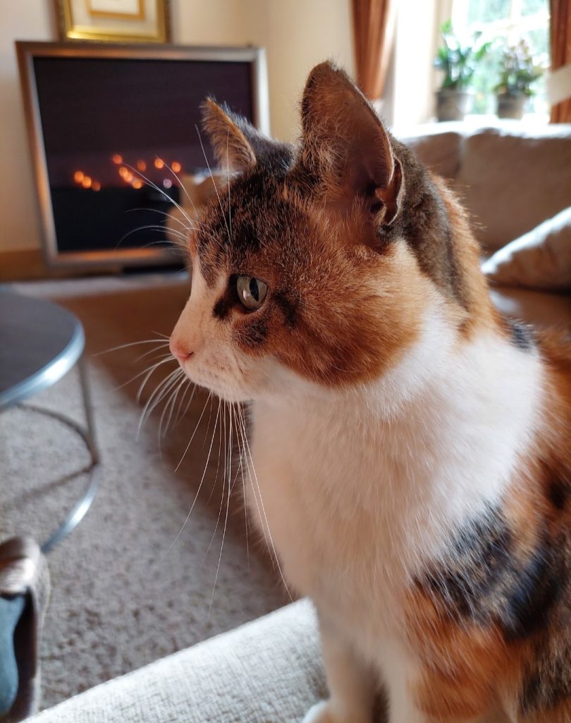 Poes in kamer