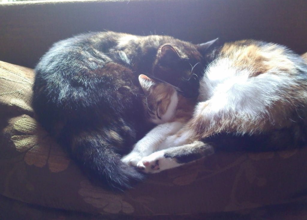 Kittens samen